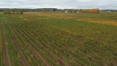 Pullback Reveal: Chinon Town and Fortress over Vines Stock Footage 320172445