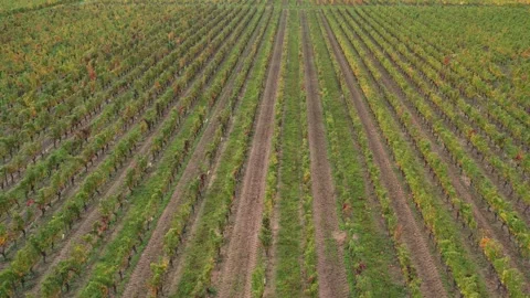 Pullback Reveal: Chinon Town and Fortress over Vines Stock Footage 320172452