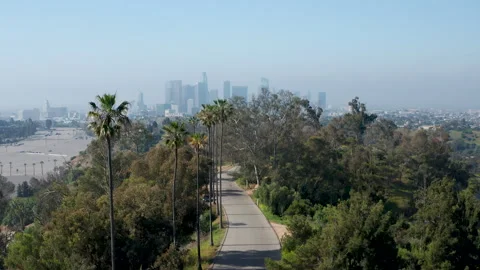 Pullback reveal shot of Elysian Park Los Angeles palm trees, downtown buildings Stock Footage 273833932