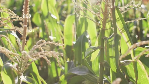 Pullback revealing maize stalks swaying, focus shifting, overlays animating, Stock-Footage 333648594