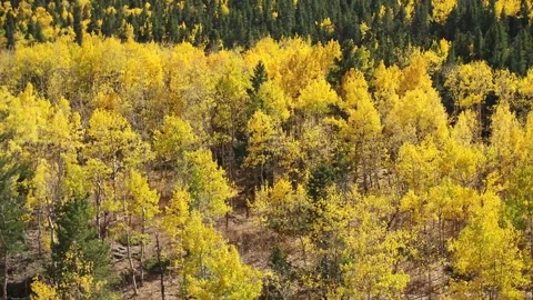 Pullback shot Across Scene of Gold Aspens and Pines - Drone Video stock 161892983