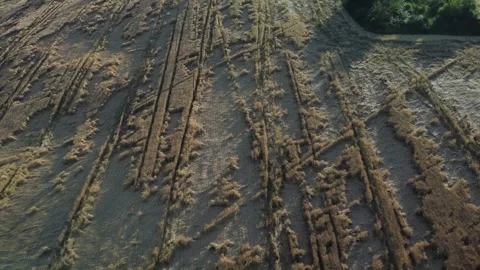 Pullback shot of devastated wheat field in central Italy, losses for Stock Footage 248196325