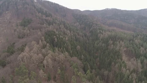 Pullback shot of the forest with trees all sorts of natural autumn colors, 4K Stock Footage 73817243