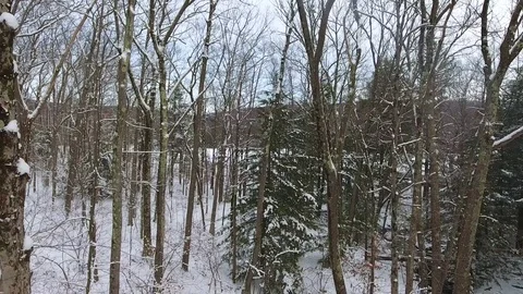 Pullback Through the Woods Stock-Footage 74939448