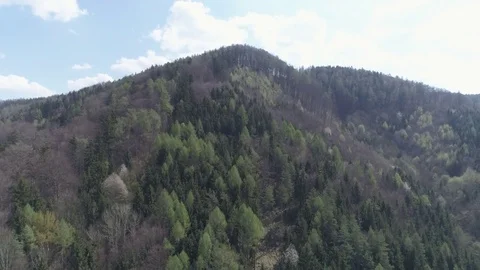 Pullback tilt shot hill overgrown with evergreen forest in natural sunlight, 4K Stock Footage 74526138