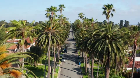 Pullback view through palm trees of California Los Angeles Santa Monica Stock Footage 308202258