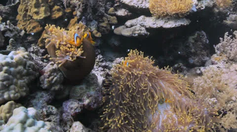 Pulled up anemone at the reef Stock Footage 22706378