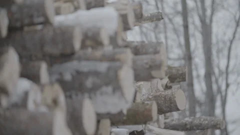 Pulled focus from trees to cut logs Stock Footage 114179675