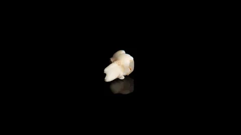 Pulled out baby tooth on a black background. Extracted tooth isolated on black Video stock 129840587