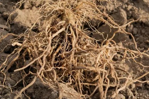 Pulled out the roots of vegetable crops, on the ground in the garden. Stock Photos