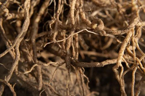 Pulled out the roots of vegetable crops, on the ground in the garden. Stock Photos