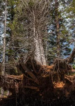 Pulled out tree Stock Photos