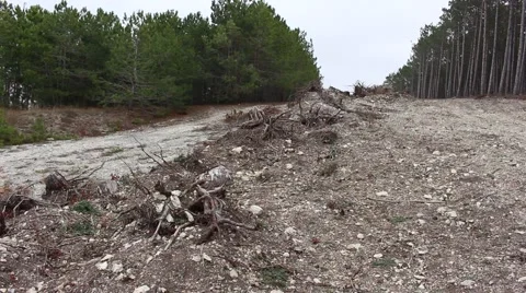 Pulled up roots. Deforestation. Video stock 44457390