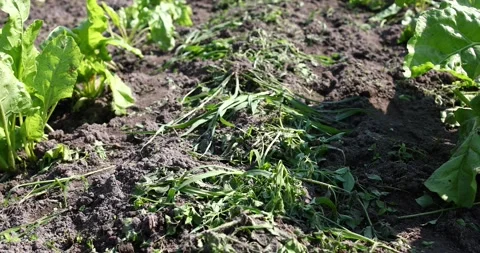 Pulled weeds lie in a garden bed after weeding. Stock Footage 304690644