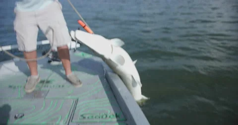 Pulling Alligator Gar Onto Boat Stock Footage 215511446