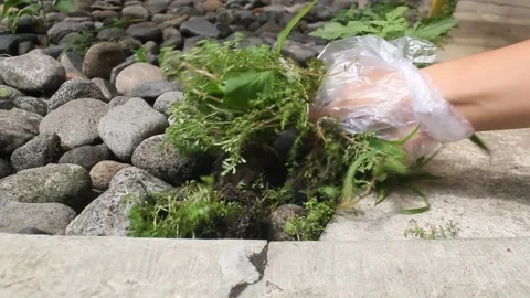 Pulling and cleaning weeds Stock Footage 293324932