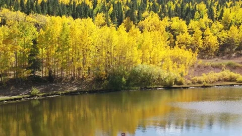 Pulling Back Across Scene of Gold Aspens and Pines at Pond - Drone Video stock 161894159