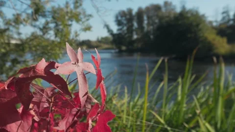 Pulling Back from Red Autumn Leaves on the American River Stock Footage 328694810