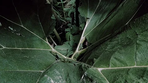 Pulling back to reveal a giant leaf Stock Footage 160221830