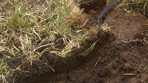 Pulling Up Blocks of Sod Video stock 118972725