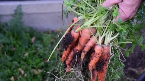 Pulling bunch of carrots Stock Footage 171092662