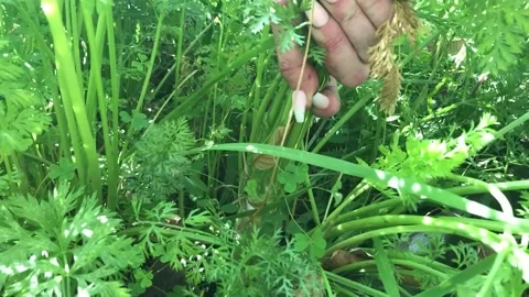 Pulling carrot out of the garden 스톡 동영상 180502750