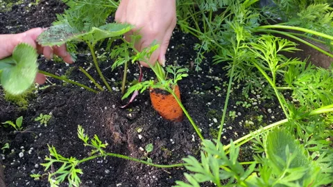 Pulling carrot out of soil while harvesting crop in the vegetable garden Stock Footage 289464304