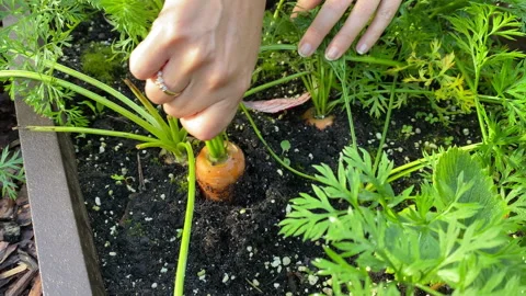Pulling carrot out of soil while harvesting crop in the vegetable garden Stock Footage 289464550