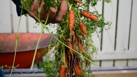 Pulling up carrots Stock Footage 171092670