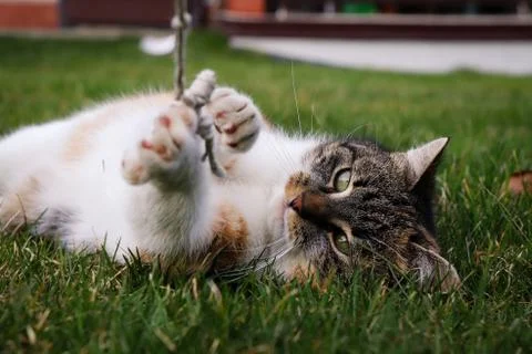 Pulling a cat by a small string. The cat holds the lice with force and closes Foto stock