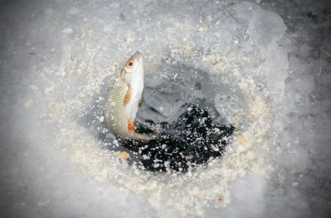 Pulling caught fish from a hole in the winter fishing. Stock Photos