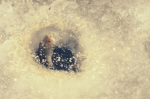 Pulling caught fish from a hole in the winter fishing. Stock Photos