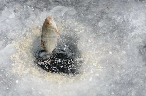 Pulling caught fish from a hole in the winter fishing. Stock Photos