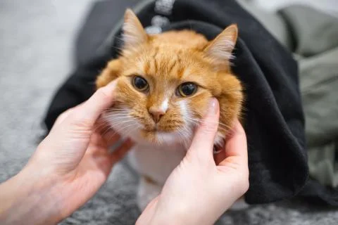 Pulling cheeks of red white cute cat Stock Photos