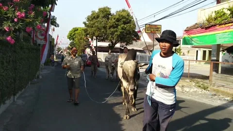 Pulling cow to the farming Video stock 169941396