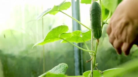 Pulling cucumbers with barehanded. Hothouse working Stock Footage 74734668