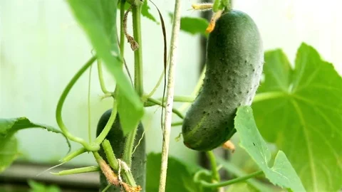 Pulling cucumbers waiting for tear. Hothouse working Stock Footage 74734706