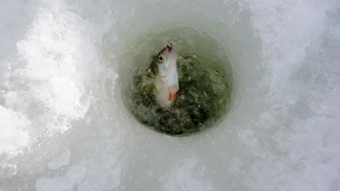 Pulling fish out of the hole. Stock Footage 154856021
