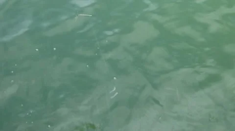 Pulling Fish from Water Video stock 12611506