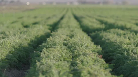 Pulling focus along an endless row of ready-to-harvest carrots. Stock Footage 68280019