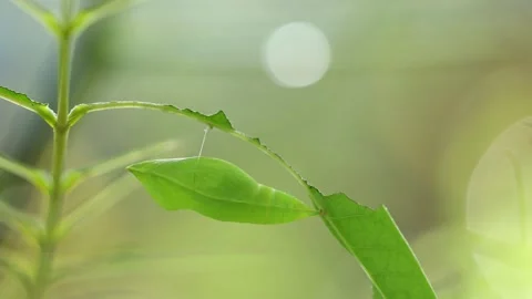 Pulling focus from due drop on a branch to Pupa Stock Footage 150896586