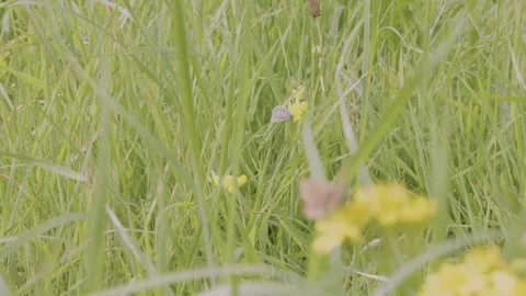 Pulling Focus from a Male Silver-studded Blue to a Female Stock-Footage 79543603