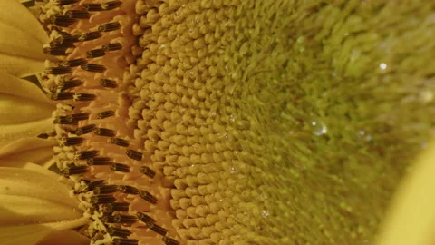 Pulling focus over wet Helianthus annus head 4K video Stock Footage 206646578