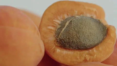 Pulling focus on Prunus persica fruit 4K video Stock Footage 201250516