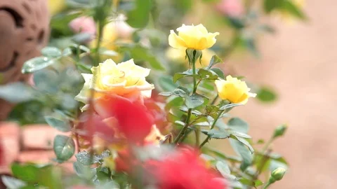 Pulling focus of rose blossom Stock Footage 86721575