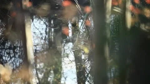 Pulling Focus on Sticks, Plants, and a Chain Link Fence Stock Footage 20546407