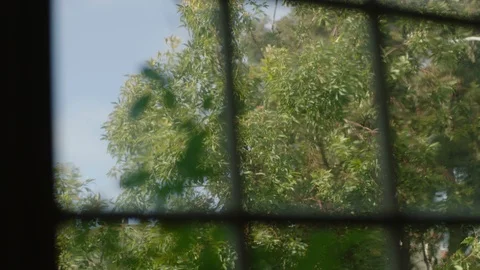 Pulling focus from a tree to a window Video stock 106628343