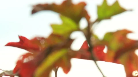 Pulling focus to vibrant leaves Video stock 33832314