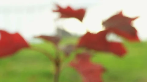 Pulling focus to vibrant leaves Video stock 33866016