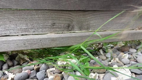 Pulling grass that is growing underneath a wooden fence. Stock Footage 334969762